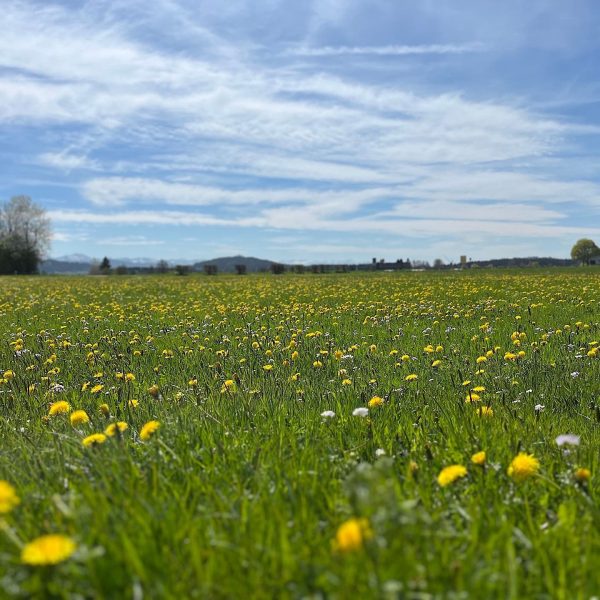 kreuz_friesenhofen_umgebung-img_5037